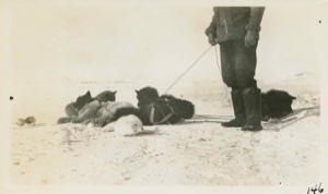 Image: Dog team resting in snow